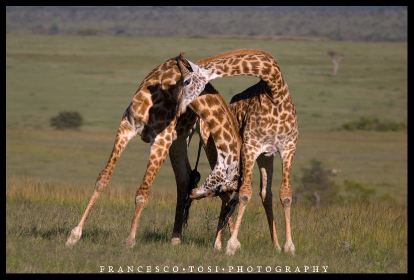 Kenya Wildlife 145