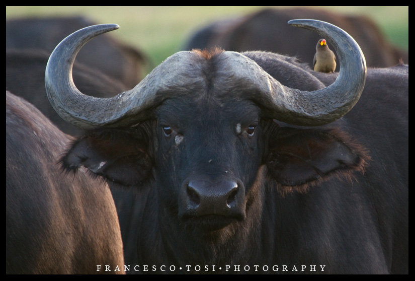 Kenya Wildlife 147