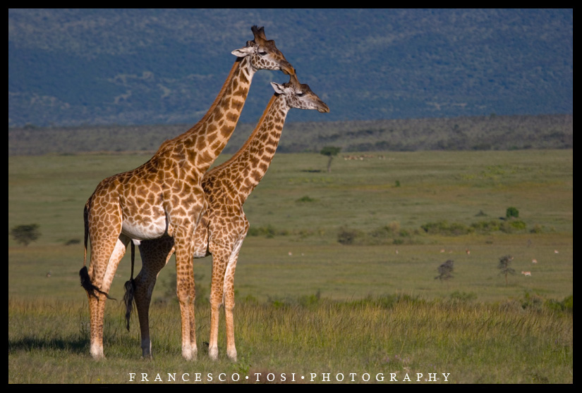 Kenya Wildlife 150