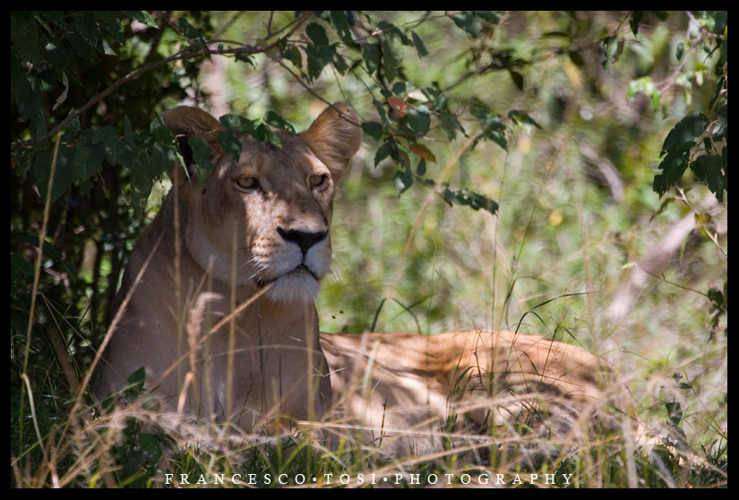 Kenya Wildlife 159