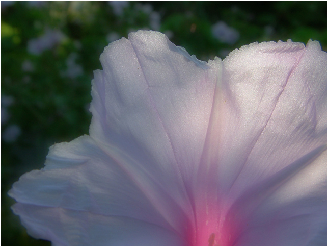 violet tenderness