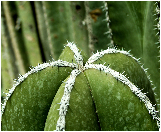 crown of thorns