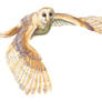 Barn Owl