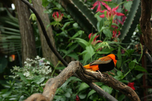 Orange Bishop II