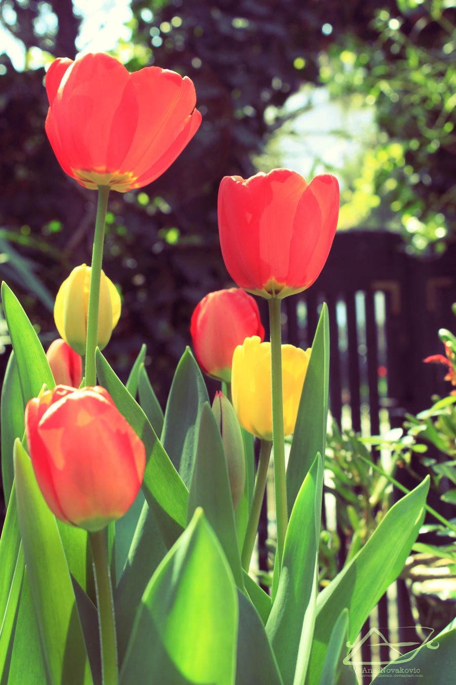 Tulips