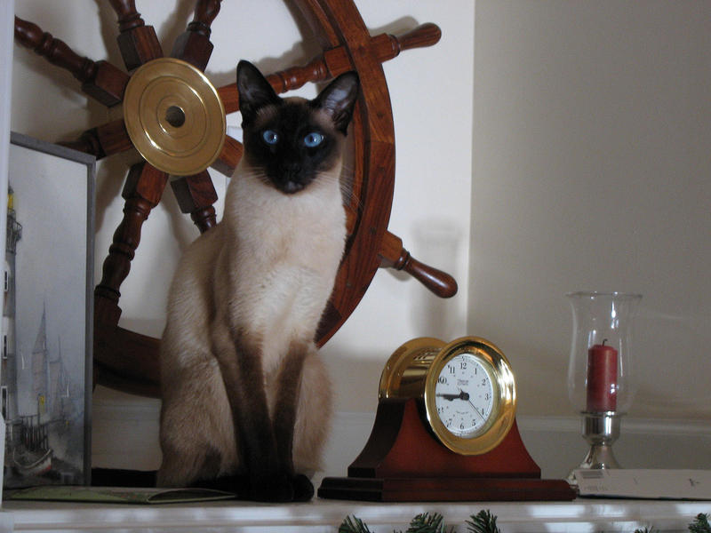Pyewacket Animal Pyewacket by mouse1893 on DeviantArt