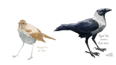 [shedu] Birdies Veery And Pied Crow