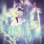 butterfly by StargazerLZ