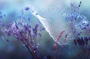 Dewy web by StargazerLZ