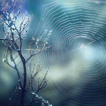 a web