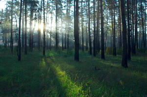 a pine grove by StargazerLZ