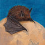 Globe Bat