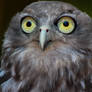 Bundy the Barking Owl