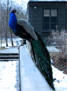 Indian Peafowl in Baths Park 2013 _Photo 1