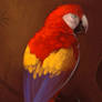 Parrot Study