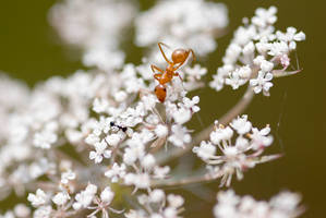 Macro Ants on Flowers