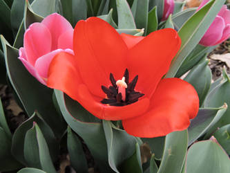 Red Flowers