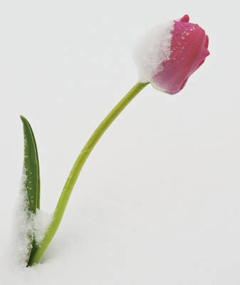 Snow Tulip