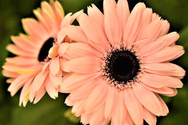 Light Pink Daisies