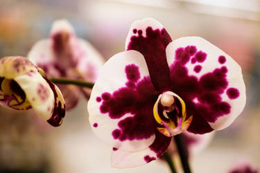 Purple Orchids