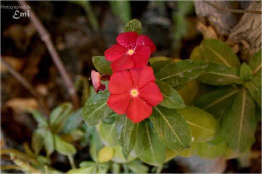 FLOWERs