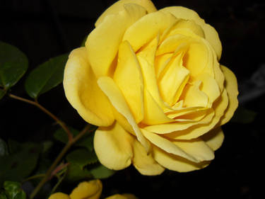 Yellow Rose