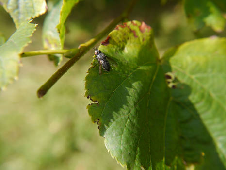 Leaf and Bug