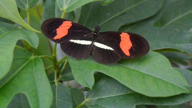 Black and Red Butterfly