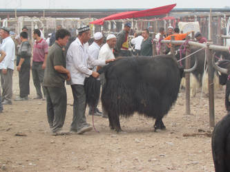 Kashgar Livestock Market