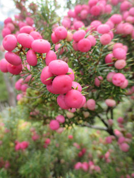 Pink Berries