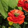 grasshopper on flower