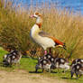 egyptian geese 2