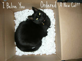 mail order cat