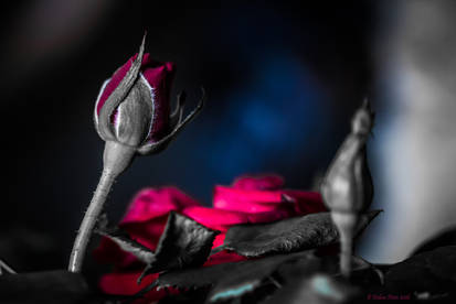 Selective Colour Roses Explore the Best Selectivecolorphoto Art | DeviantArt