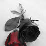 Roses black and red