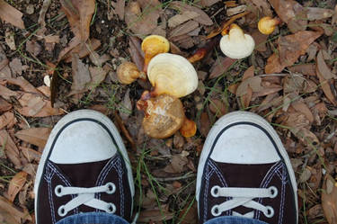 Northern Florida: Mushrooms