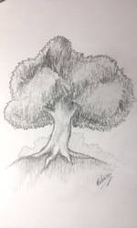 Pencil Tree Sketch