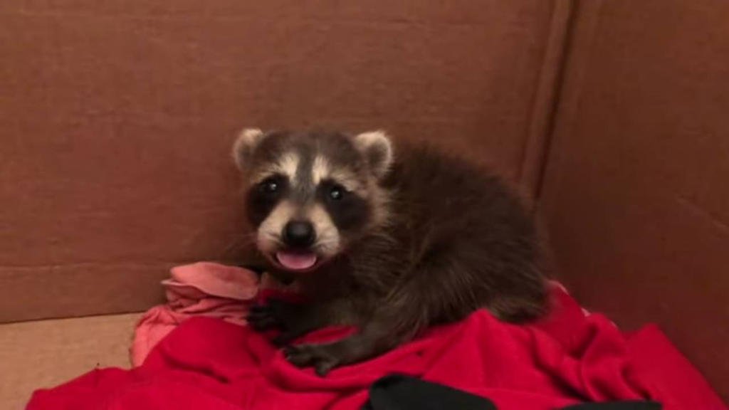 Cute Raccoon Roux Very cute raccoon by StormStrick on DeviantArt