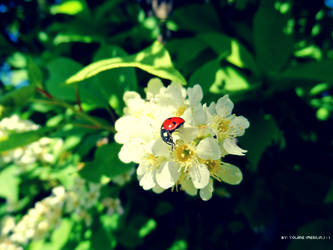 Lovely ladybug.