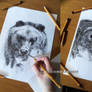 Medvede (Bears) (unfinished)