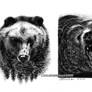 Medvede (Bears)