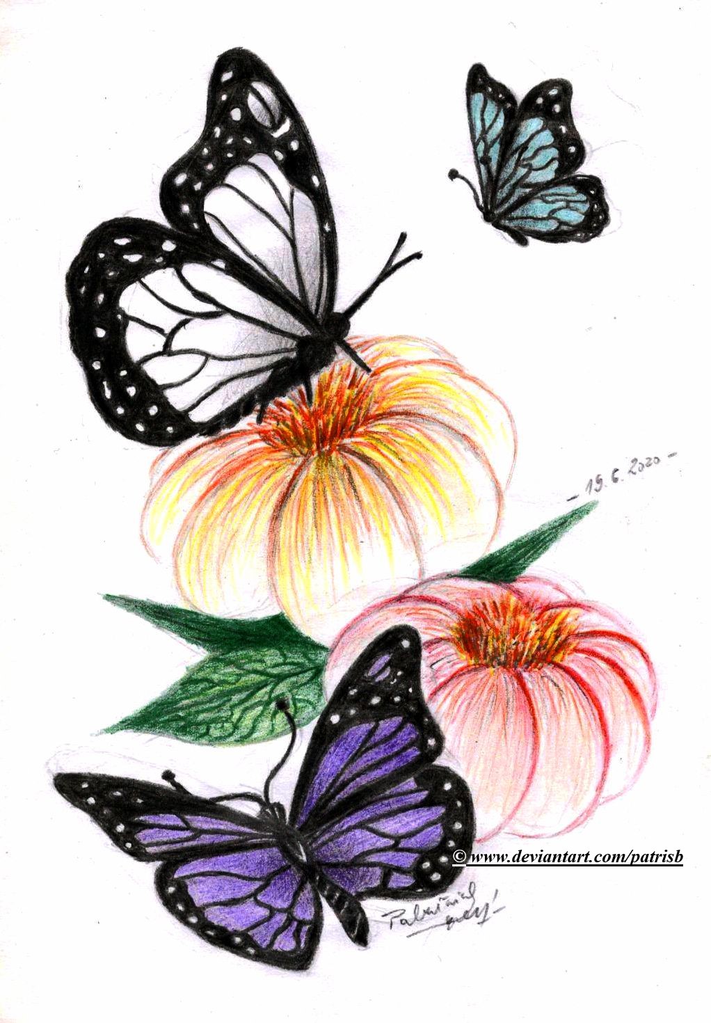 Butterflies (#DAGettingStARTed)