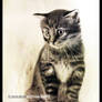 Drawing of kitten