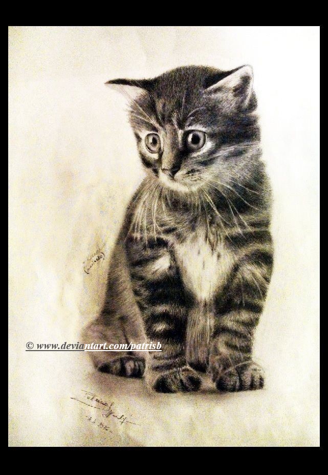 Drawing of kitten
