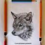 Wolf (kresba vlka - for DA Tutorial)