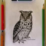 Owl (for Drawtober 2023)
