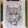 Snow Leopard (for DATutorial)