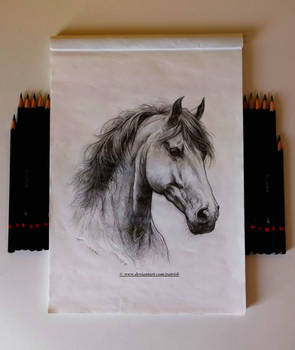 Horse (for DATutorial)