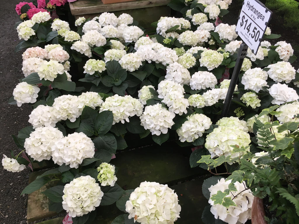 Snowy Hydrangeas