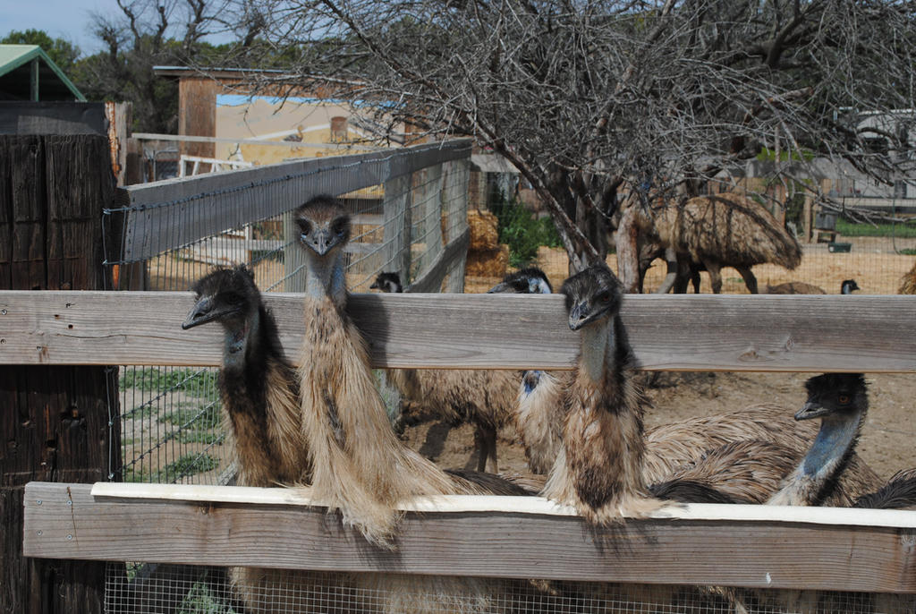 Emu Crew by Colonel-Knight-Rider on DeviantArt